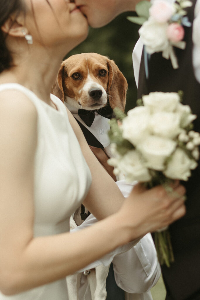Photos of the bride and grooms dog.  Editorial Styled Wedding Photo. Fine Art Wedding Photographer in Michigan 